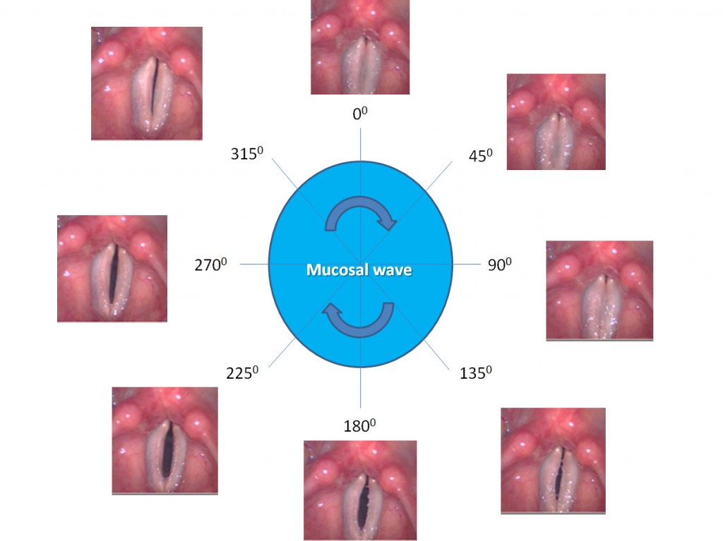 Mucosal-wave-vibratory-cycle