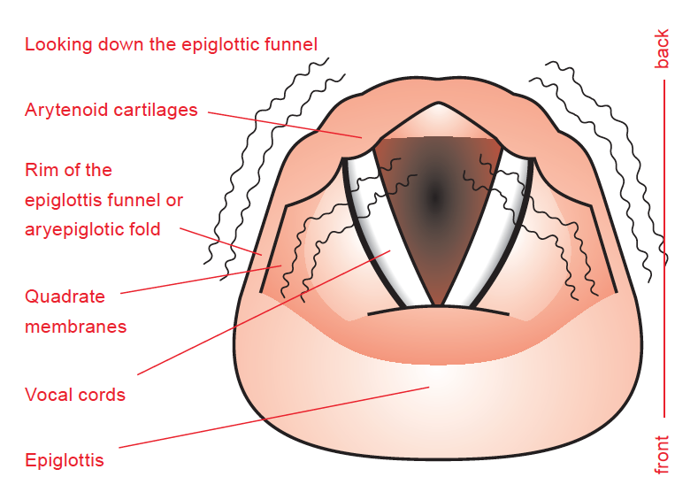 Description and sound of Grunt – CVT Research Site