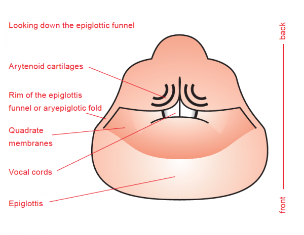 Larung Rattle Description and Sound of Rattle – CVT Research Site